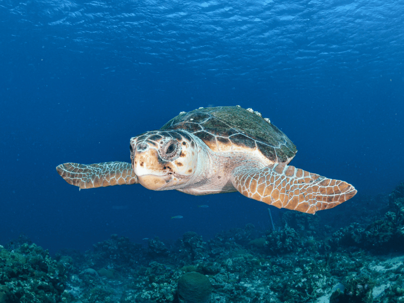 In Curacao you can see the Loggerhead turtle on your Caribbean Snorkeling trip