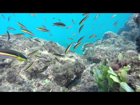 GoPro Ocotal Costa Rica Snorkling