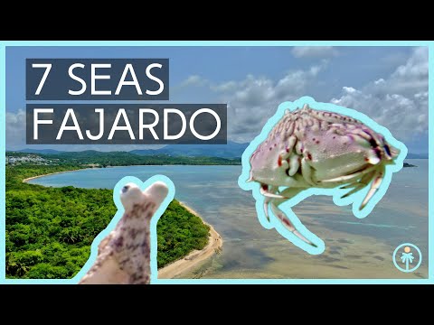 Puerto Rico Beach Creatures - Playa 7 Seas - Fajardo Snorkeling