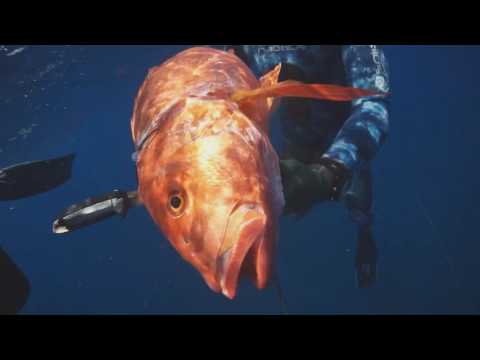 Pesca submarina con SpearHeads E12 Soul Spearfishing Costa Rica