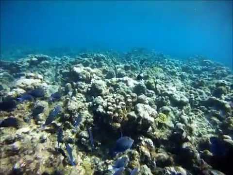 Eden Rock / Devil's Grotto Schnorchel, Grand Cayman