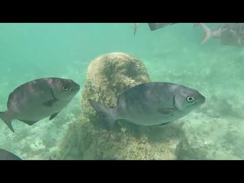 SNORKEL PUNTA NIZUC CANCUN