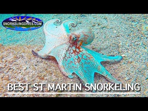 Best St Martin Snorkeling