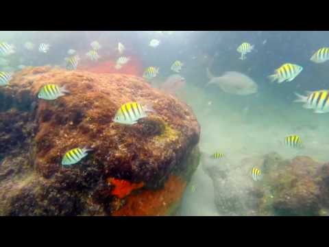 Red Reef Park Boca Ratón 2016