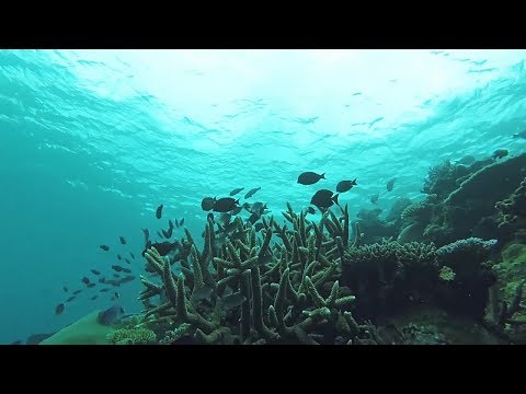 Îles Yasawa Snorkeling Coral Reef Fidji