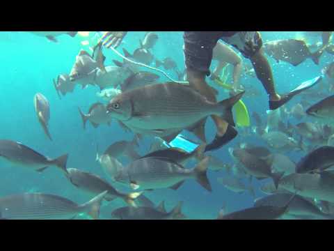 Belize - Plongée en apnée sur le récif du phare "The Aquarium" et "The Wall".