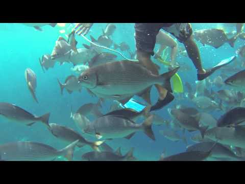 Belize - Snorkeling Lighthouse Reef &quot;The Aquarium&quot; and &quot;The Wall&quot;