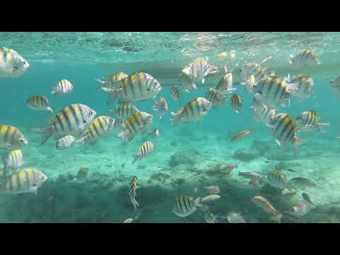 Plongée en apnée à la plage de Bavaro Punta Cana République dominicaine 2021 | GoPro HD