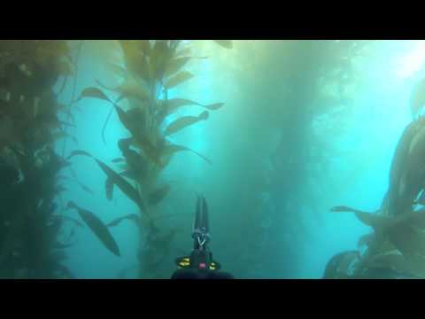 Spearfishing San Diego