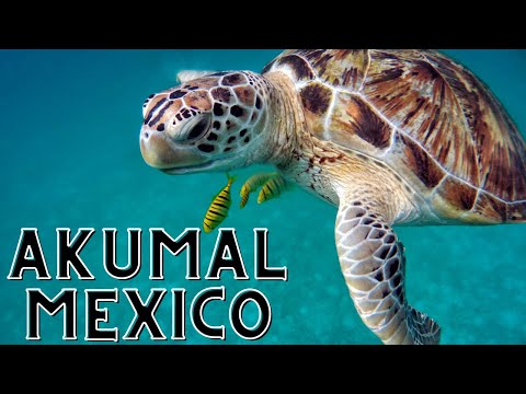 Akumal Mexico 2020... UN PARADIS POUR LES TORTUES !