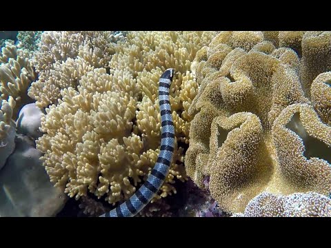 Plongée en apnée à Wakatobi. Pulau Tomia. Sulawesi. Indonésie. Jour 1. Octobre 2018