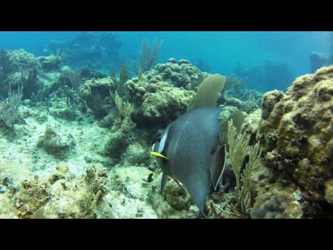 Snorkeling at Carlos Rosario Beach in Puerto Rico