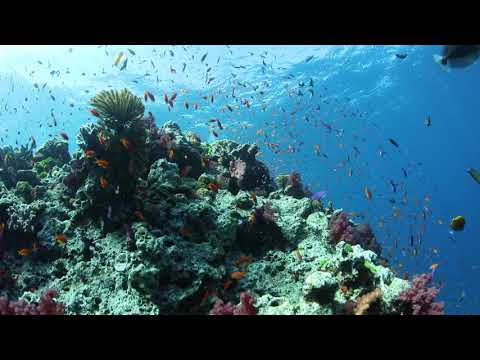 Namena Marine Reserve -- Fiji Diving and Snorkeling with Jean-Michel Cousteau Resort Fiji