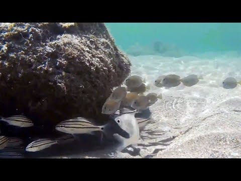Snorkeling Bathtub Reef Beach, Stuart Florida 🐟 Underwater Video 🐟