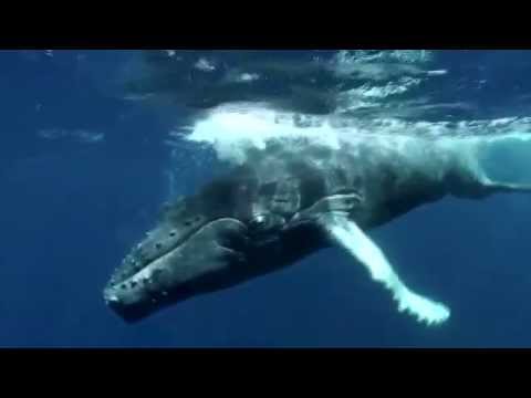 Plongée en apnée avec des baleines à bosse en République dominicaine