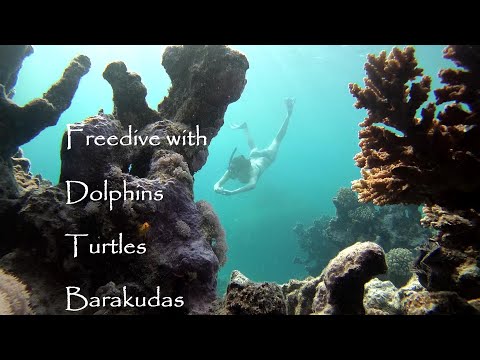 RED SEA FREEDIVING