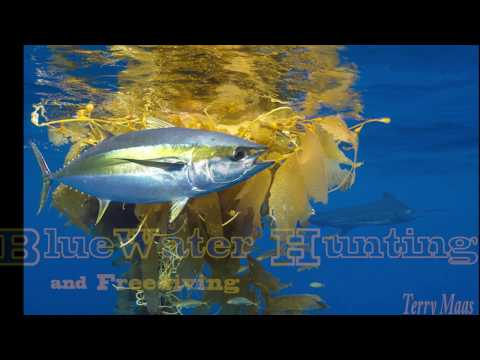 Blue Water Hunting and Freediving Kelp Paddys
