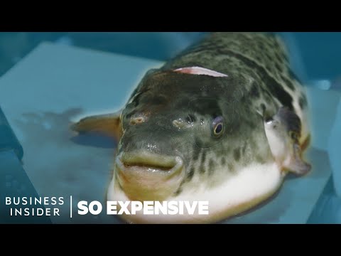 Por qué el pez globo es tan caro | Muy caro
