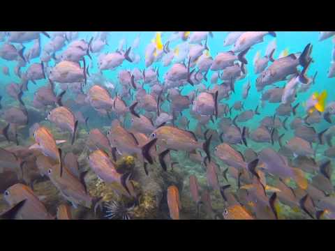Vídeo en YouTube