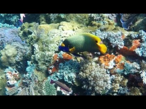 Meilleure plongée en apnée au monde! Parc national de Batu Bolong Komodo Indonésie 2018