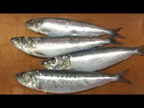 イワシのさばき方～how to fillet a Sardine and make sushi and sashimi～寿司屋の仕込み