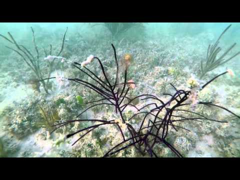 Cayo indio cerca de Islamorada, Florida