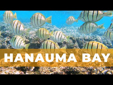 Experiencia de esnórquel en la bahía de Hanauma | Oahu, Hawái