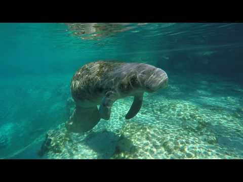 Viajes a Florida: nade con un manatí en Crystal River