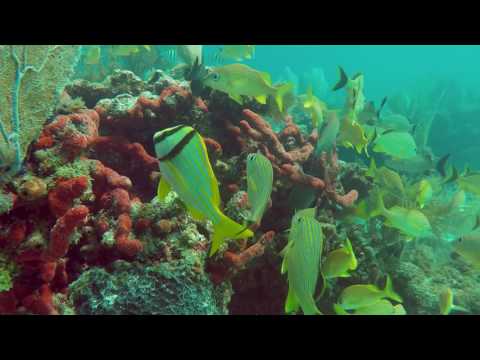 Snorkeling Davis Reef August 20th 2016