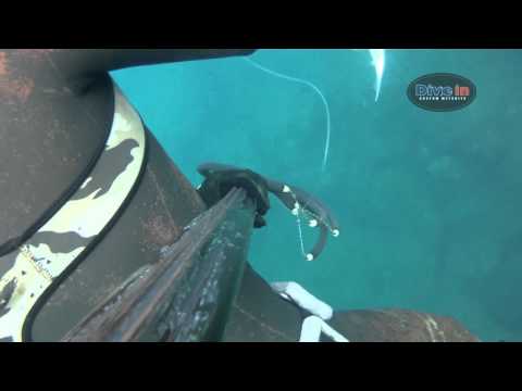 Bucear en la pesca submarina
