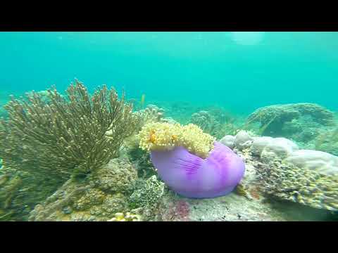 Plongée en apnée et plongée en apnée dans les îles Banggai 2018 - Sulawesi, Indonésie