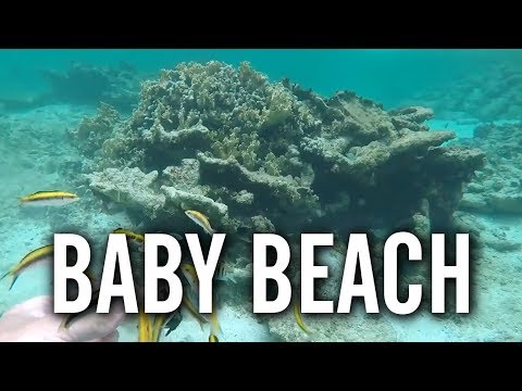 Snorkeling and Feeding Fish at Baby Beach, Aruba