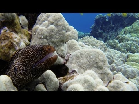 Kealakekua Bay Capitaine Cook Snorkeling Big Island Hawaii