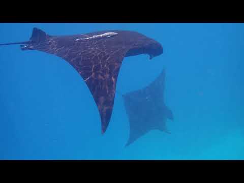 Triangle de corail - Snorkeling