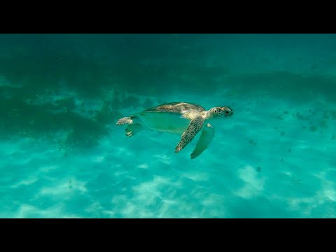 Schnorcheln bei Tres Trapi Aruba 2021
