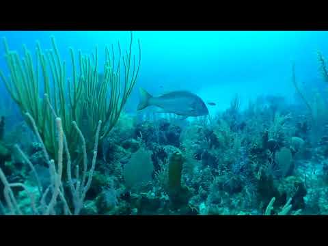Scuba Gran Caimán 2018, Arrecife Babylon