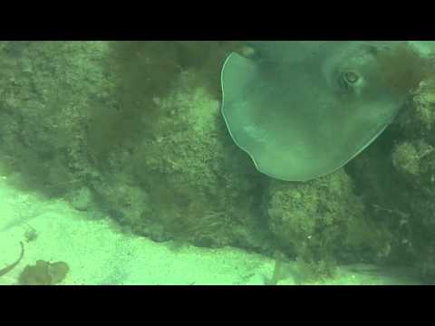 Blue Beach Snorkel (Vieques)