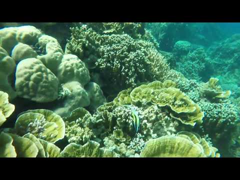 Plongée en apnée - Palau, Micronésie