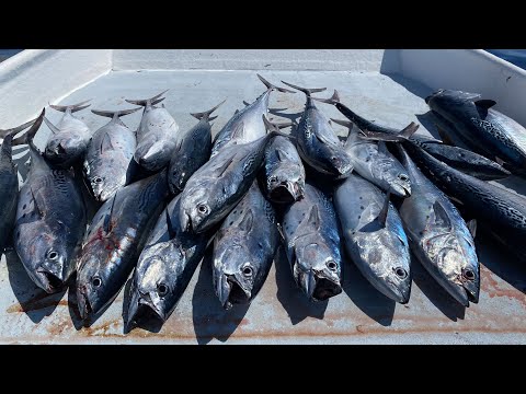 BOOT voller TRASH-Fische...Fangen Sie sauber kochen - Bonito (Falscher Weißer Thun)