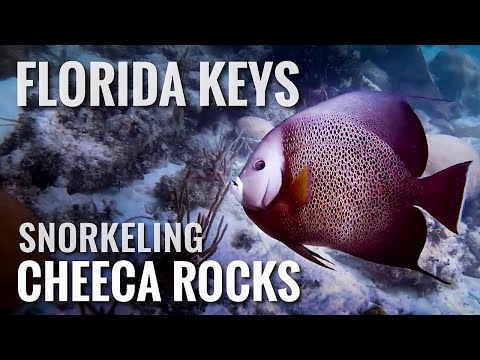 Snorkeling FLORIDA KEYS Cheeca Rocks [4K]