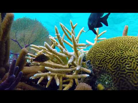 Snorkel Gran Caimán Rum Point