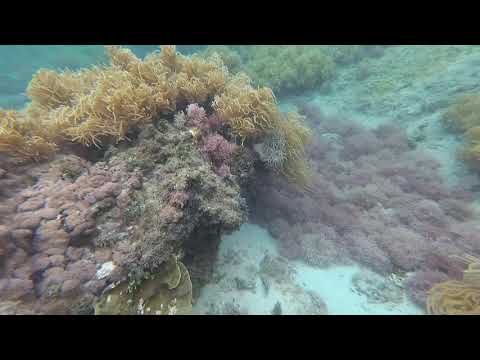 Plongée en apnée 1 au Great Astrolabe Reef @ Dravuni, Fidji