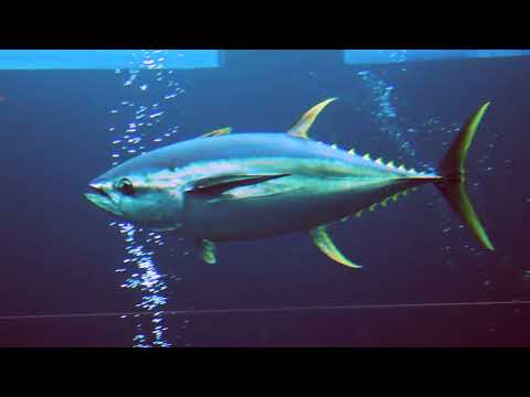 Facts: The Yellowfin Tuna