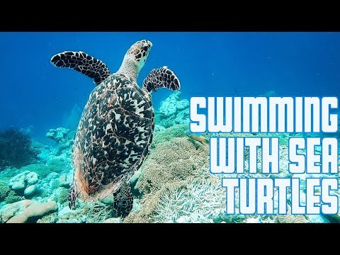 SWIMMING WITH SEA TURTLES | SNORKELING KLEIN BONAIRE | SAILING ON CARIBBEAN WATERS