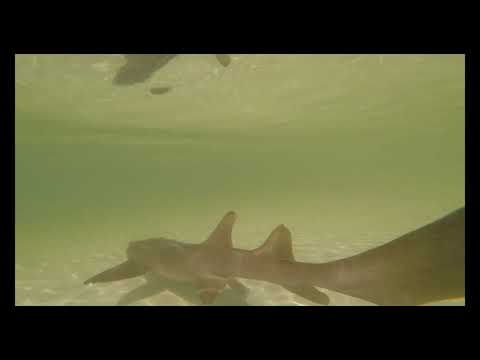 Snorkeling at Founders Park in The Florida Keys