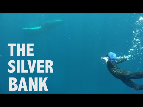 Charte des baleines du Silver Bank