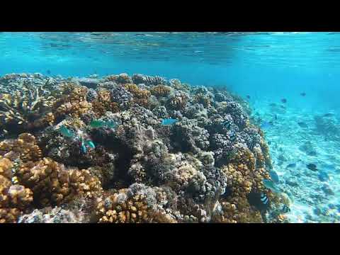 2019.08 Plongée en apnée aux Fidji - Îles Mamanuca