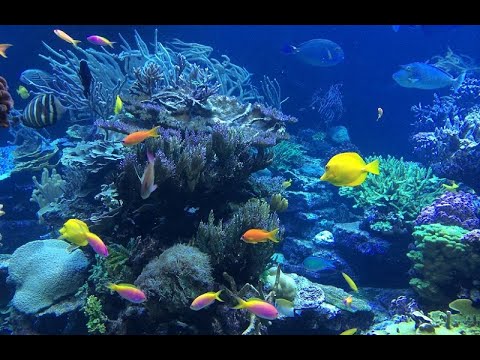 Snorkeling en Cozumel, 🇲🇽México🇲🇽