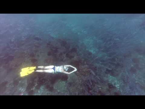 Snorkeling and freediving in Isla del Cano, Costa Rica.