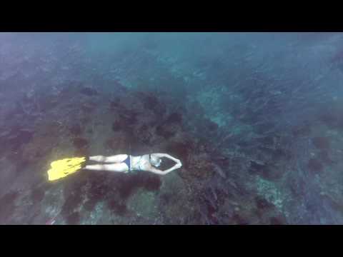 Schnorcheln und Freitauchen auf der Isla del Cano, Costa Rica.